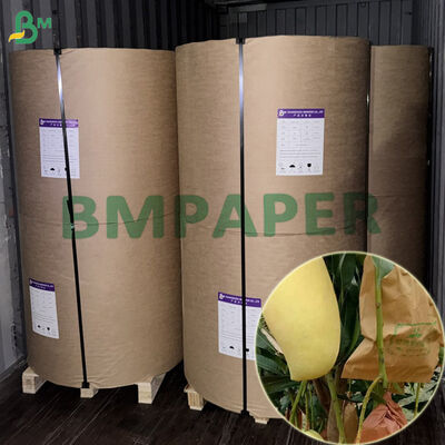 Giấy gói trái cây chống thấm 2 lớp 56gsm bảo vệ xoài khổ 450mm